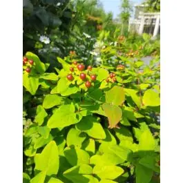 Hypericum calycinum | Veilig betalen