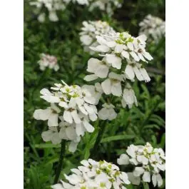 Iberis Snowflake - Nog enkele stuks