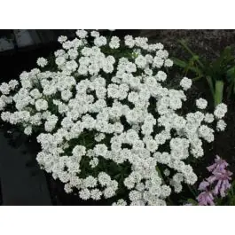 Superprijs | Iberis sempervirens