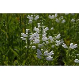 Premiumkwaliteit - Physostegia Alba