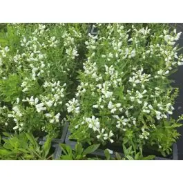Lage prijs | Physostegia Summer Snow