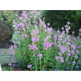 Physostegia Rosea | Outlet