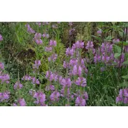 Verlaagde prijs | Physostegia Bouquet Rose