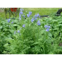 Polemonium caeruleum - Net binnen