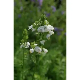 Polemonium Album | Koop vandaag