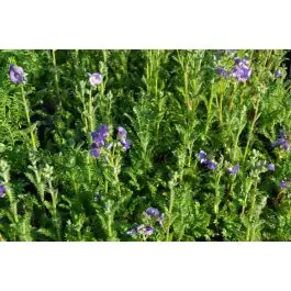 Polemonium Bambino Blue - Gratis retourneren