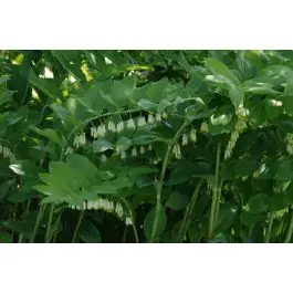 Populair bij klanten - Polygonatum Weihenstephan