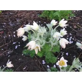 Pulsatilla Alba | Favoriet van klanten