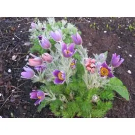 Pulsatilla vulgaris - Direct beschikbaar