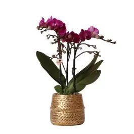 Orchidee paars in Industrieel goud - Zolang de voorraad strekt