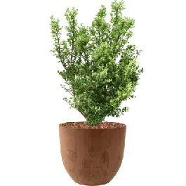 Ilex crenata in Artstone Bola bruin - Bestel vandaag