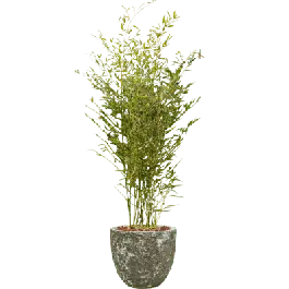 Opruiming - Phyllostachys in Vulcana Couple groen