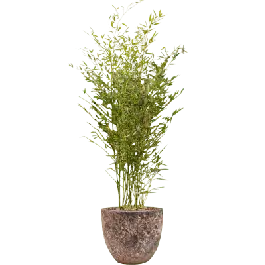 Phyllostachys in Vulcana Couple roze | Outlet