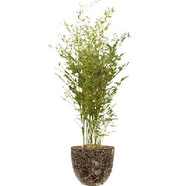 Phyllostachys in Vulcana Couple zwart | Bespaar meer