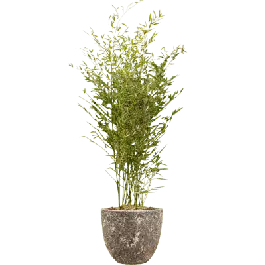 Beperkte voorraad - Phyllostachys in Vulcana Couple metal