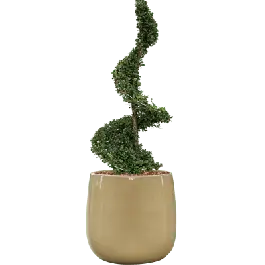 Veilig betalen | Ilex crenata in Ceramic Balloon creme