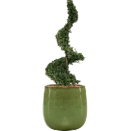 Online kopen | Ilex crenata in Ceramic Balloon groen