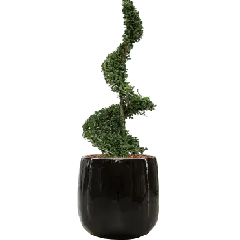 Op = op | Ilex crenata in Ceramic Balloon zwart
