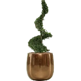 Ilex crenata in Ceramic Balloon goud - Populair