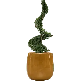 Ilex crenata in Ceramic Balloon geel | Rechtstreeks van de fabrikant