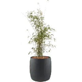 Bamboe in Grigio Modern antraciet | Net binnen