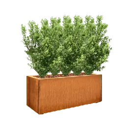 Erg populair | Ilex crenata in Cortensteel