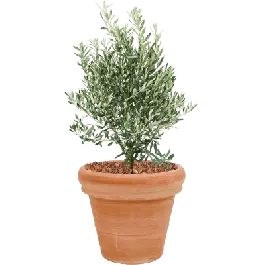 Olea europaea in Terracotta Antiek - Aanrader