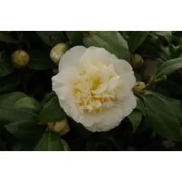 Camellia Jury‘s Yellow - Speciale deal