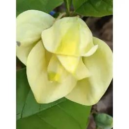 Nieuw in het assortiment | Magnolia Yellow River