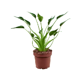 Tijdelijke actie | Alocasia Tiny Dancer