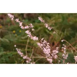 Direct van de fabrikant | Abeliophyllum Roseum