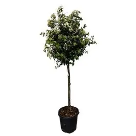 Bestseller | Viburnum Eve Price op stam