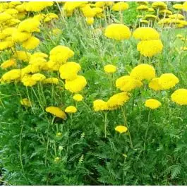 Laatste dagen | Achillea Cloth of Gold