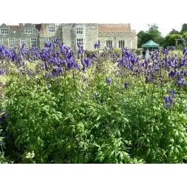 Aconitum Arendsii - biologisch - Online bestellen