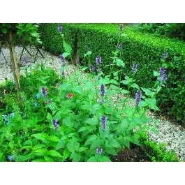 Premium - Agastache Black Adder - biologisch