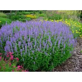 Slechts tijdelijk - Agastache Blue Fortune - biologisch