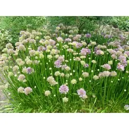 Topproduct | Allium Millennium