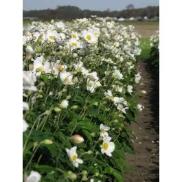 Online bestelbaar - Anemone Honorine Jobert - biologisch