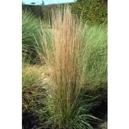 Calamagrostis Overdam - biologisch - Favoriet van klanten