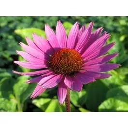 Echinacea Magnus - biologisch - Nieuw