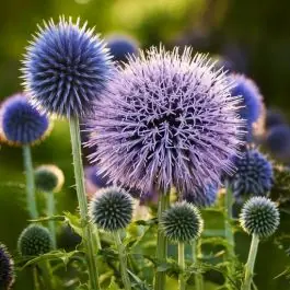 Echinops ritro - biologisch - Professionele kwaliteit