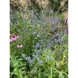 Eryngium planum - biologisch - Topkwaliteit