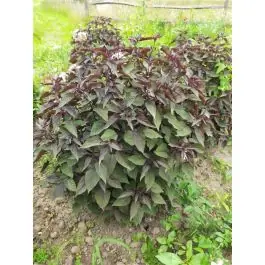 Eupatorium Chocolate - biologisch - Koop vandaag