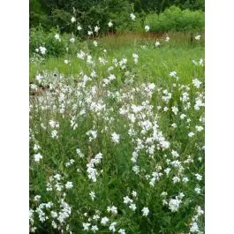 Speciale deal - Gaura Whirling Butterflies - biologisch