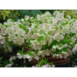 Bestel nu - Helleborus orientalis - biologisch