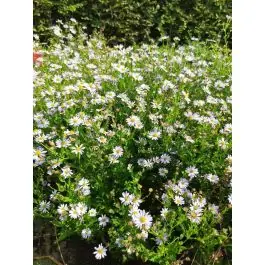 Populair bij klanten - Kalimeris Blue Star - biologisch