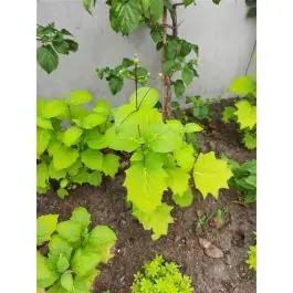 Uitverkoop - Kirengeshoma palmata - biologisch