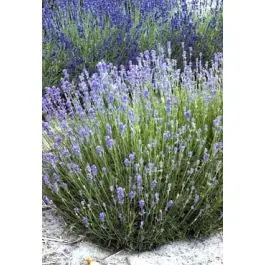 Lavandula Munstead - biologisch - Nieuw gelanceerd