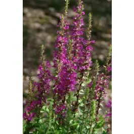 Lythrum Robert -biologisch - Nu kopen