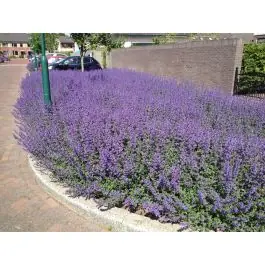 Nepeta Walkers Low - biologisch | Rechtstreeks uit de fabriek